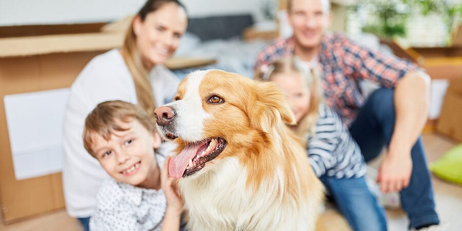 Could Your Pet Pooch Void Your Home Insurance